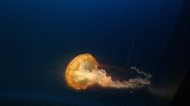A jellyfish undulates in its tank at the Henry Doorly Zoo & Aquarium on March 25. LOGAN TUNINK/EXPLORING