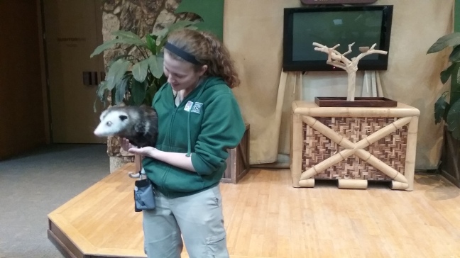 Flaunting Ophelia the opossum, Henry Doorly Zoo keeper Sarah Stoltenberg discusses animal care with a group of Omaha World-Herald Explorers on March 25. LOGAN TUNINK/EXPLORING